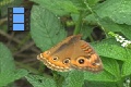 Scene 01_Junonia on leaf